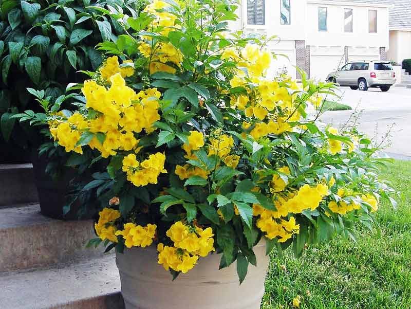 Ý nghĩa phong thủy của hoa chuông vàng