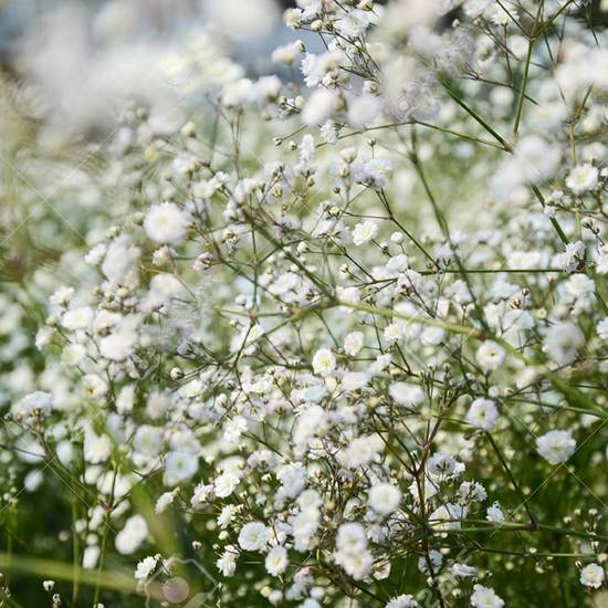 Hoa baby chứa đựng một tình yêu trong sáng Nguồn gốc và lịch sử của hoa baby