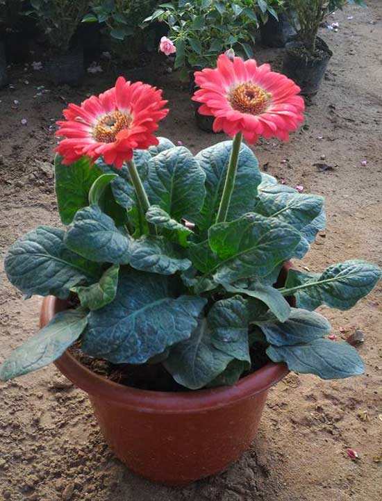 Chăm sóc cúc đồng tiền tại nhà