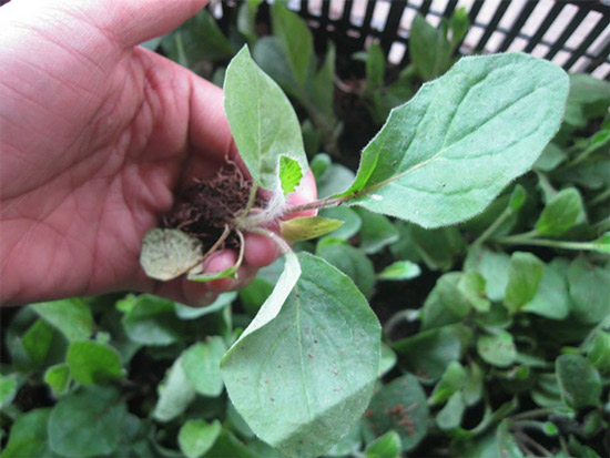 Trồng cúc đồng tiền tại nhà