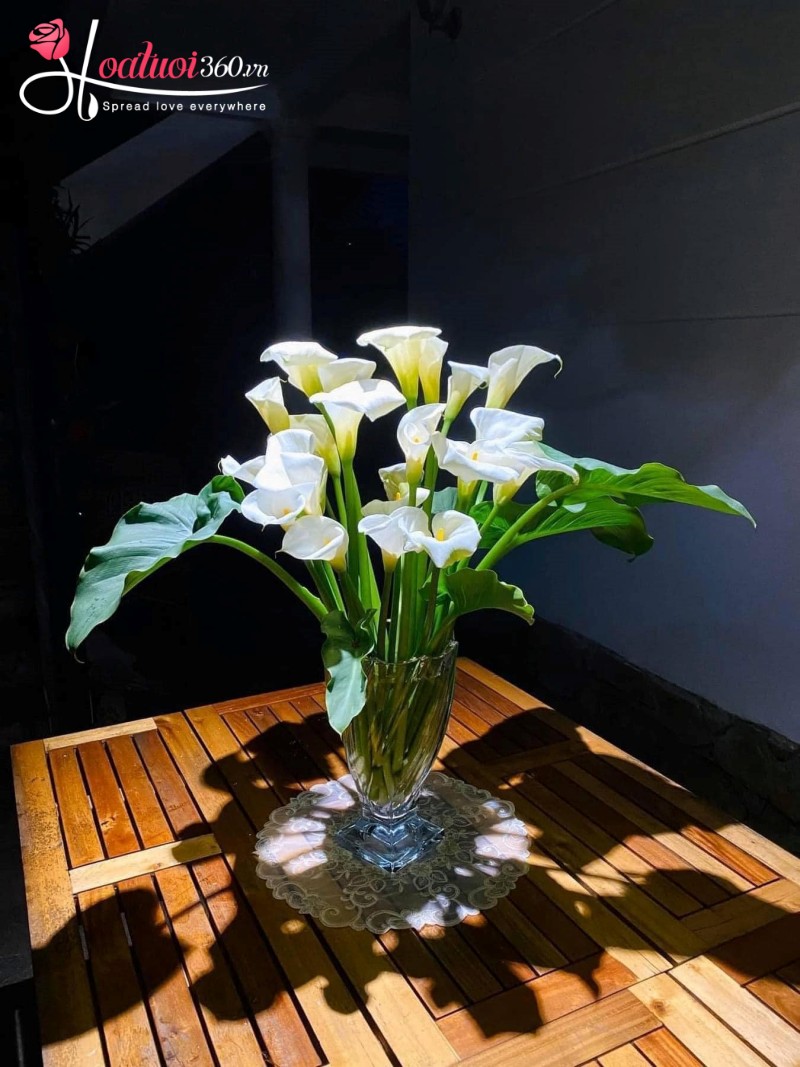 chăm sóc hoa rum hàng ngày