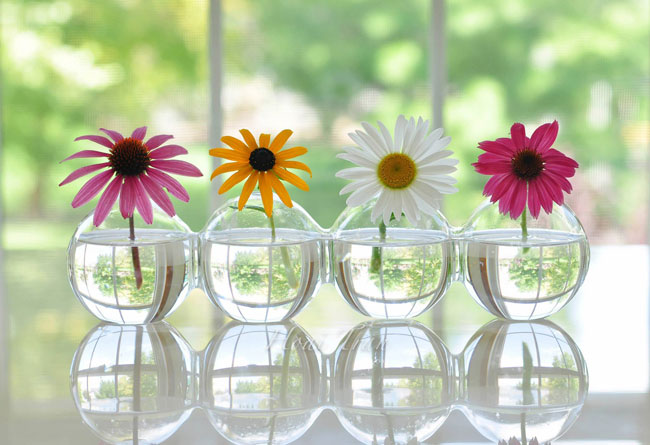 Trồng và chăm sóc hoa đồng tiền tươi lâu hơn