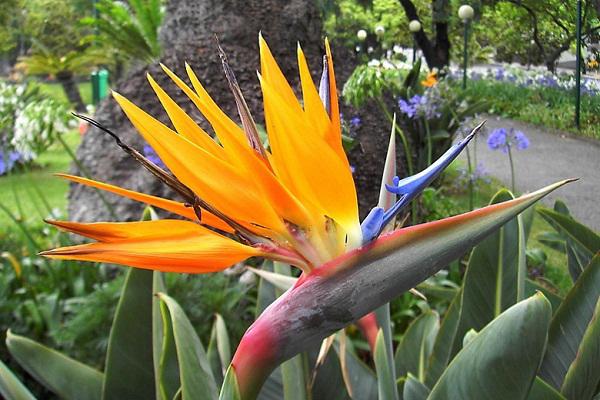 Chăm sóc hoa thiên điểu