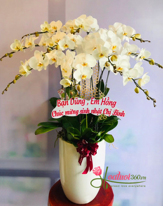 Chậu lan hồ điệp trắng - Điều tốt đẹp