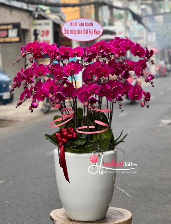Chậu lan hồ điệp tím - Vũ khúc hoa giá rẻ