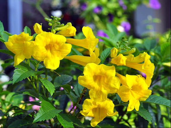 cách để chuông vàng ra hoa theo ý muốn