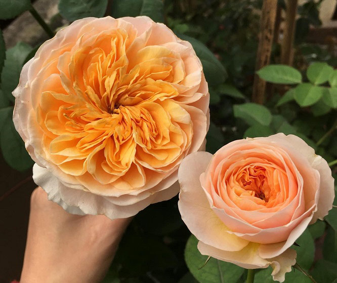 Hoa hồng vàng Juliet – Kiệt tác cổ điển từ nước Anh