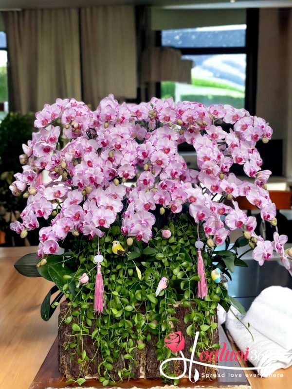 Chậu lan hồ điệp tím mini - Tím vượng cát tường