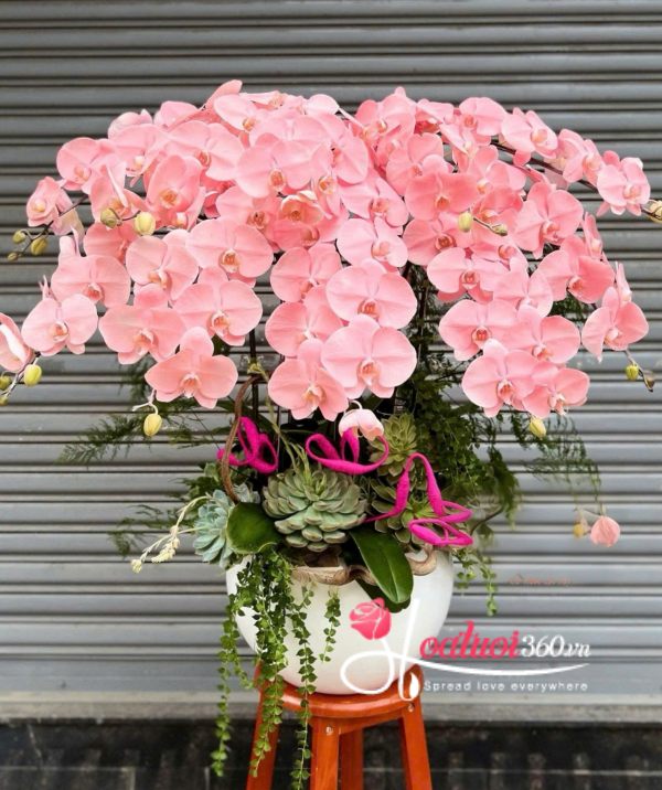 Chậu lan hồ điệp nhuộm màu - Tài lộc nở hoa