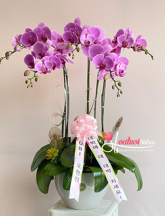 Hoa kahi trương Hàn Quốc - Thuận ý thuận lộc