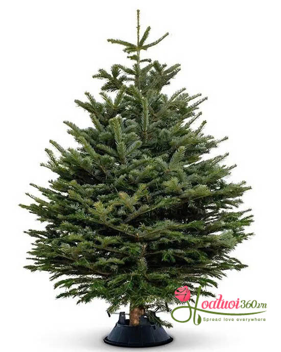 Hoa TươiCây Thông Giáng Sinh - cao 1.75m (Nguyên cây)