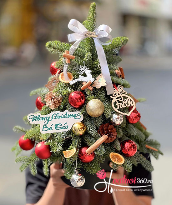 Hoa giáng sinh - Đông yêu thương