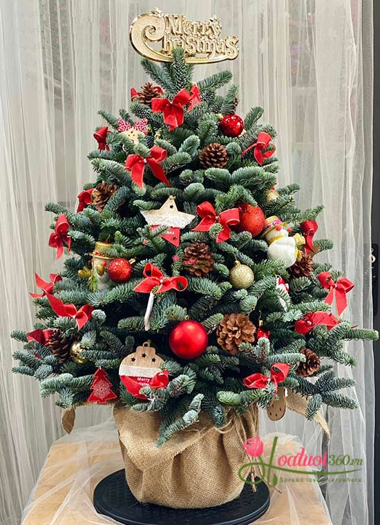 Hoa giáng sinh - Make a wish