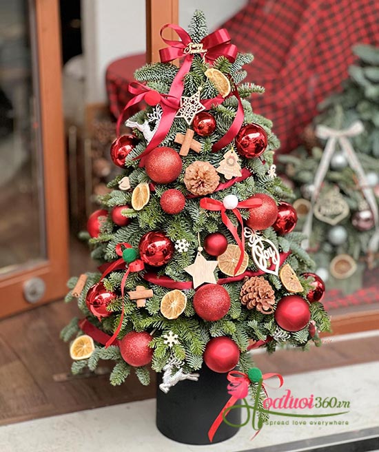 Hoa giáng sinh - Điều ước an lành