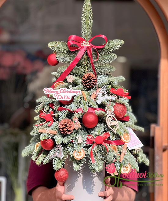 Hoa giáng sinh - Christmas yêu thương