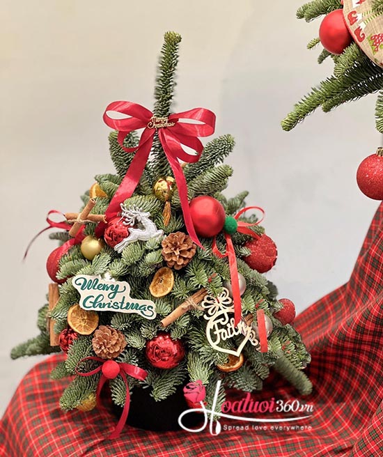 Hoa giáng sinh - First snow