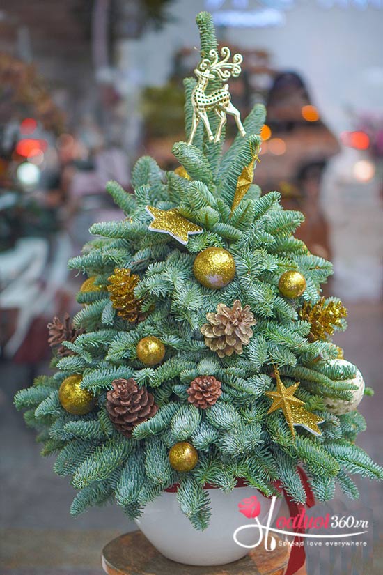 Hoa giáng sinh - Ước nguyện noel