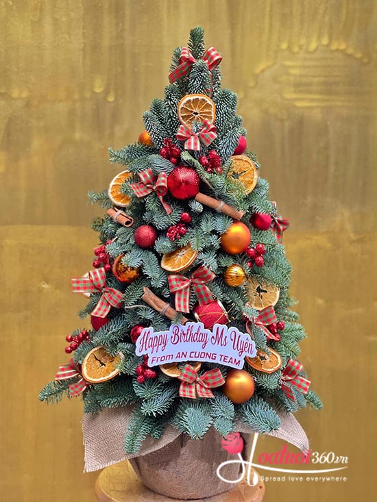 Hoa giáng sinh - Jingle bell