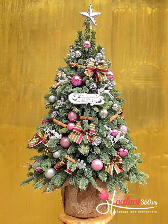 Hoa giáng sinh - Noel ấm áp