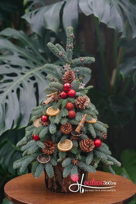 Hoa giáng sinh - Noel về