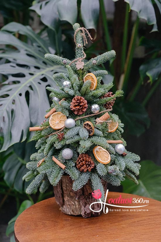 Hoa giáng sinh - Tiếng chuông ngân