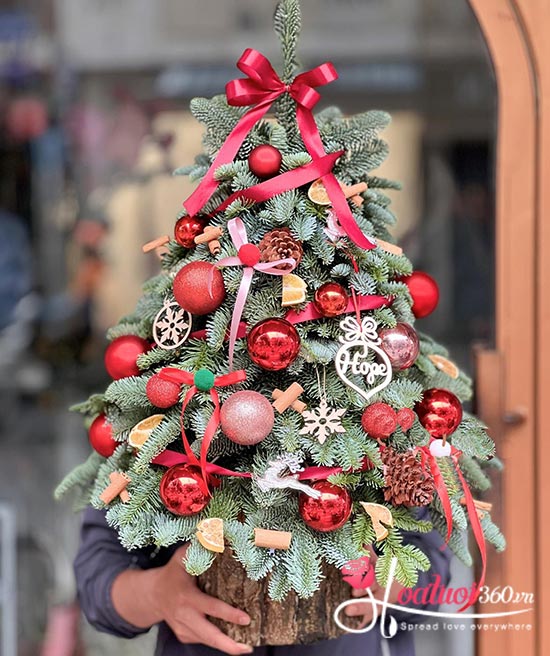 Hoa giáng sinh - Hy vọng đêm đông