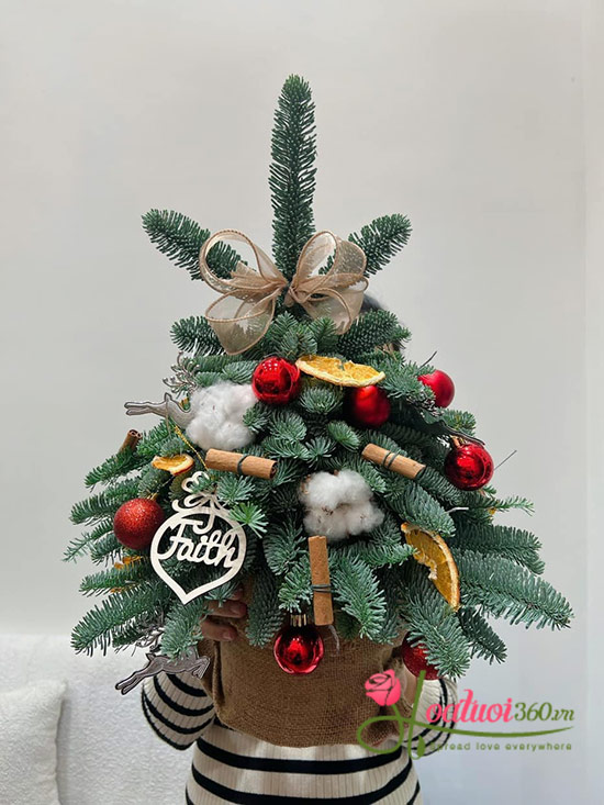 Hoa giáng sinh - Last Christmas