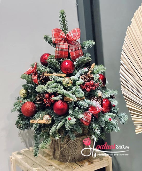 Hoa giáng sinh - Tuyết đã rơi