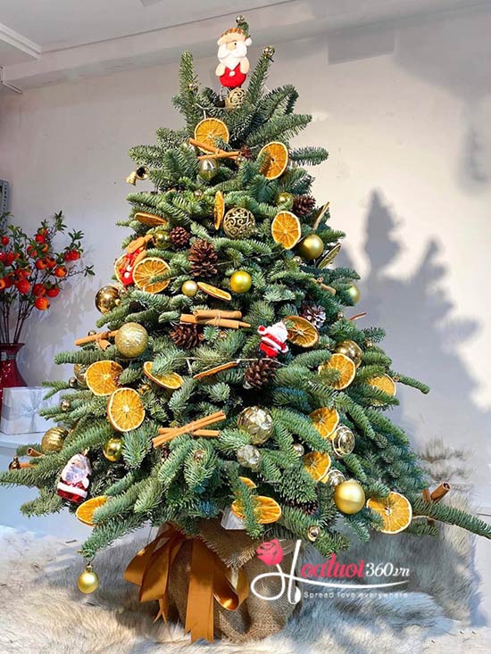 Hoa giáng sinh - Santa Claus