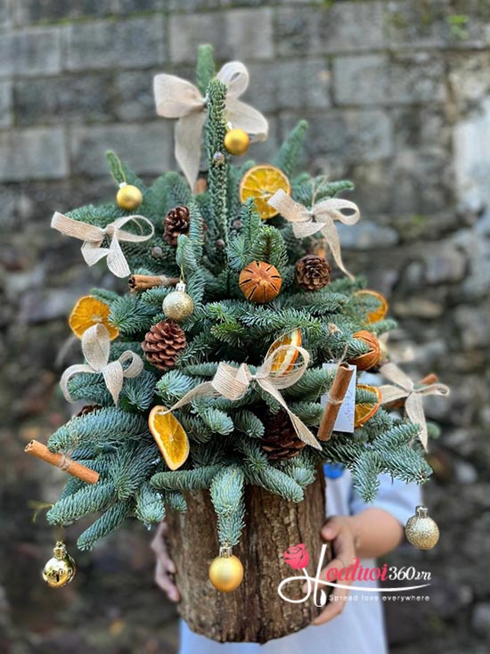 Hoa giáng sinh - Noel hạnh phúc