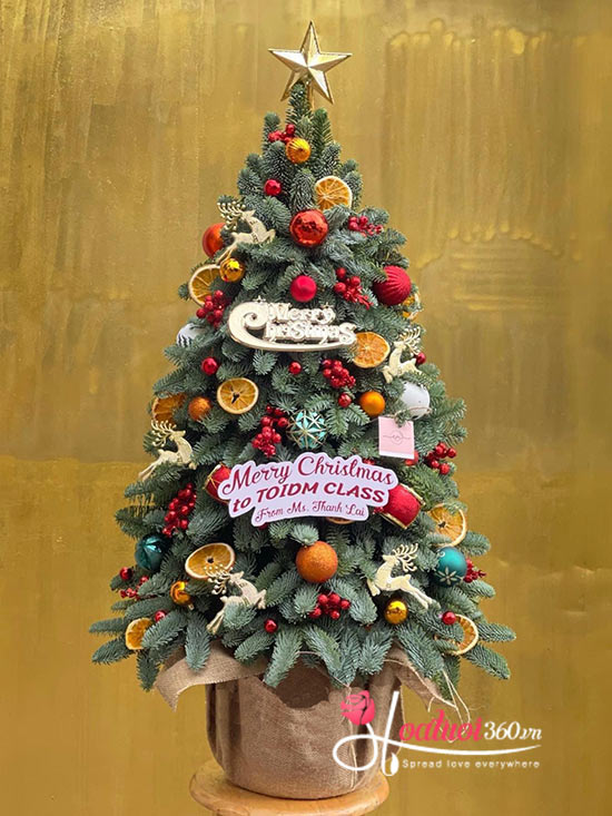 Hoa giáng sinh - Mùa sao sáng