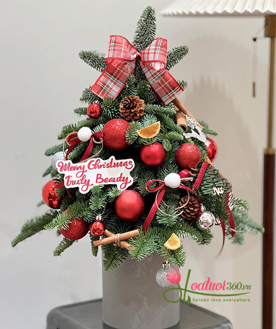 Hoa giáng sinh - Thiên thần đêm đông