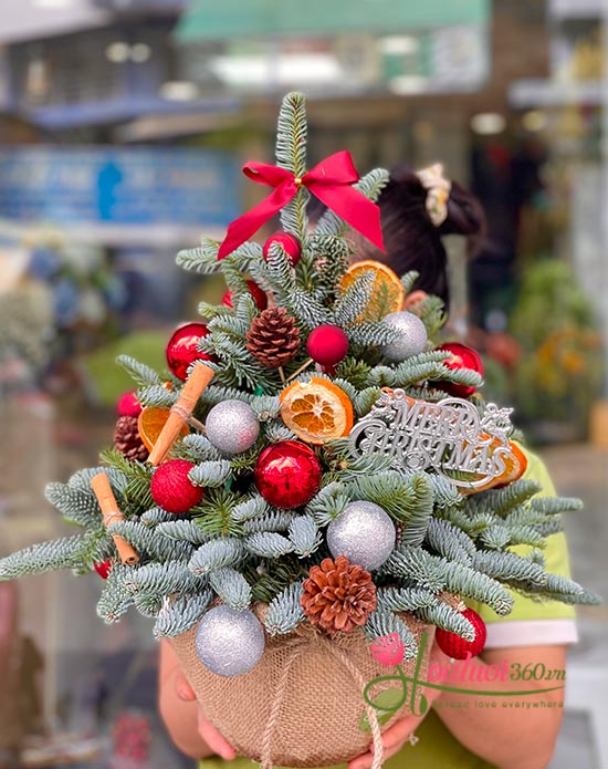 Hoa giáng sinh - Noel đến rồi