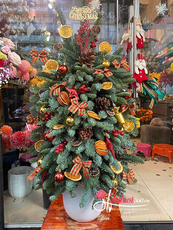 Hoa giáng sinh - Mùa đông an lành