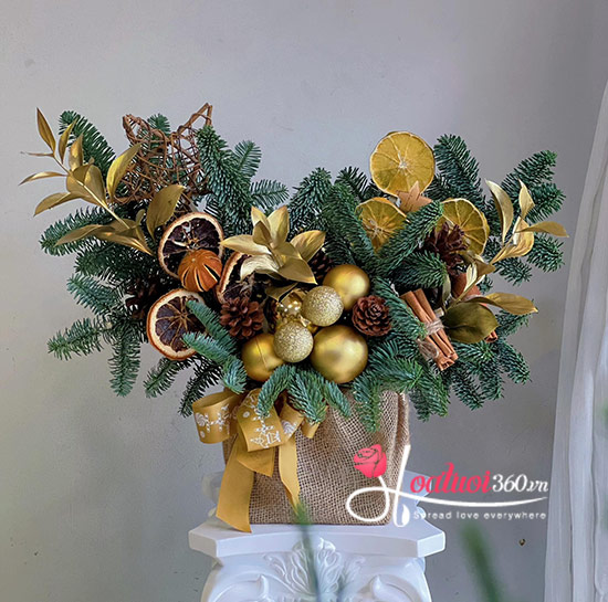 Hoa giáng sinh - Sao sáng trời đông