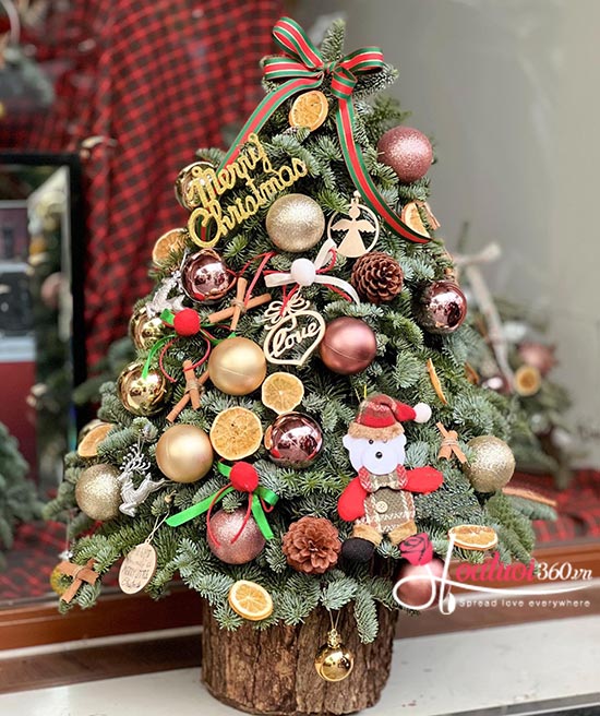 Hoa giáng sinh - Tiếng chuông Noel