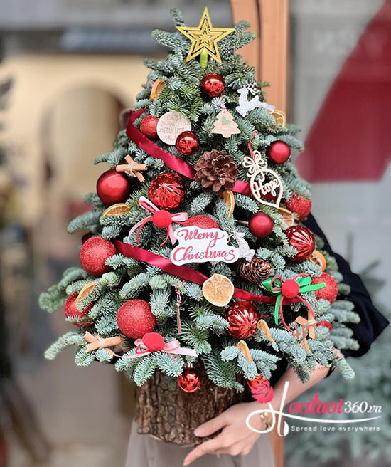 Hoa giáng sinh - Hy vọng an lành