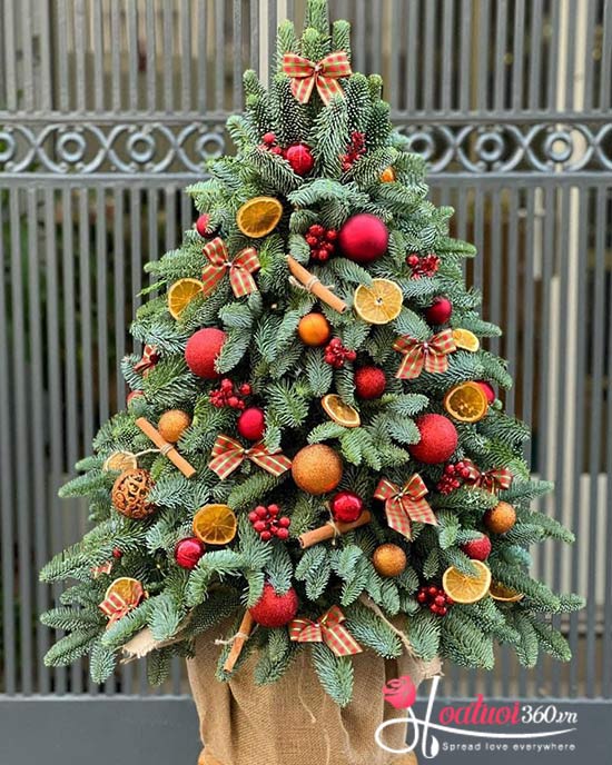 Hoa giáng sinh - Biểu tượng ngày đông