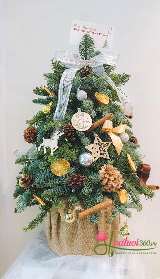 Hoa giáng sinh - Hạnh phúc ấm áp