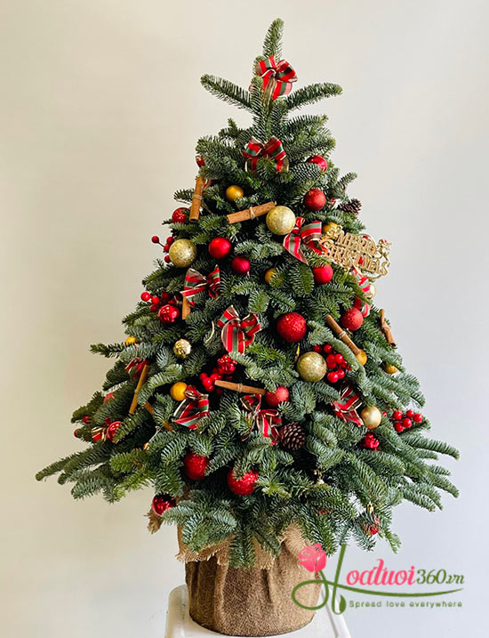 Hoa giáng sinh - Ngày đông có nắng