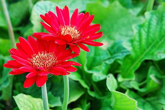 Hoa cúc đồng tiền vị thuốc đông y