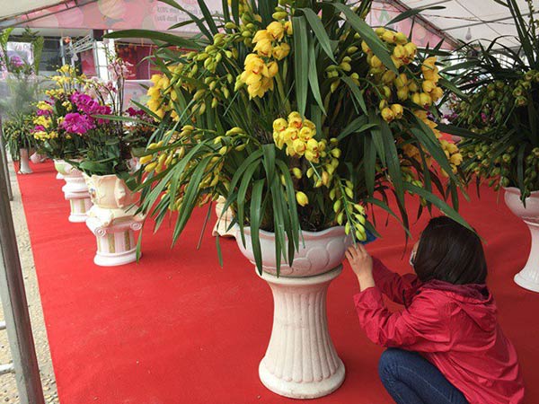 Chăm hoa địa lan sau tết