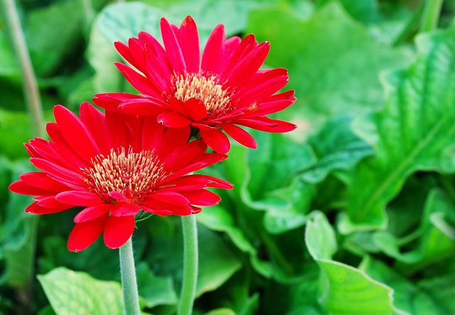 Loài hoa đồng tiền nở vào mùa hè và mùa xuân, hoa đẹp nhất vào mùa thu