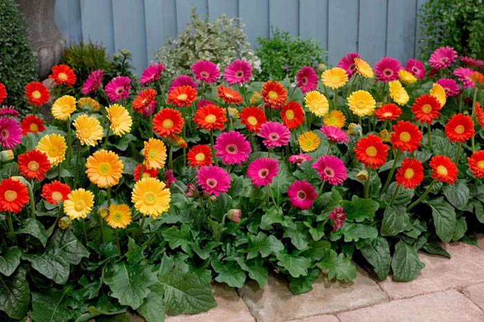 Hoa đồng tiền nở vào tháng 4 và tháng 10