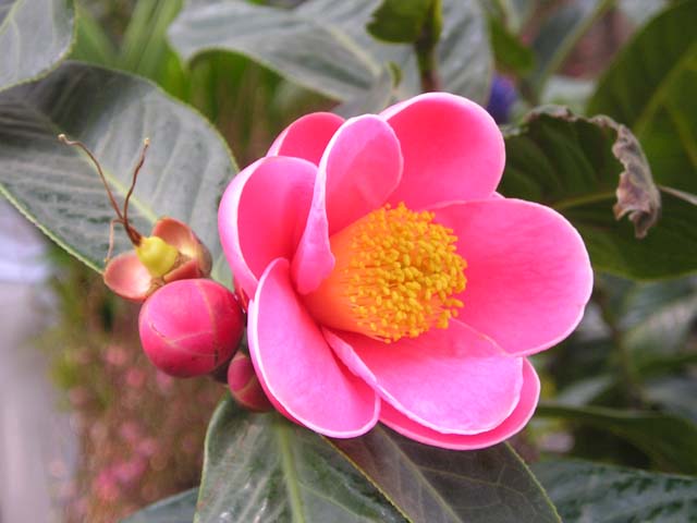 Hoa Hải Đường đỏ còn có tác dụng làm sạch không khí