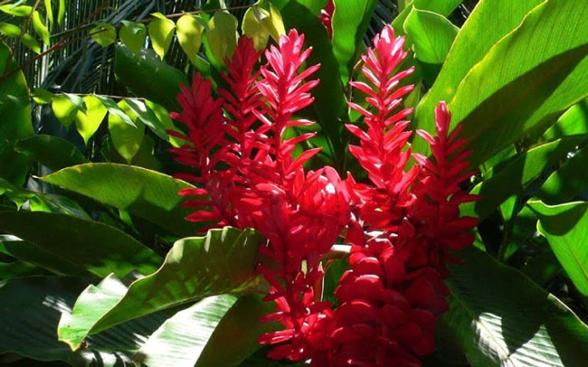 Giá hoa hạnh phúc