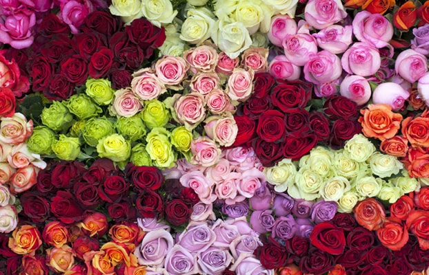 Hoa hồng cho ngày sinh tháng 7 đem đến may mắn trong tình yêu