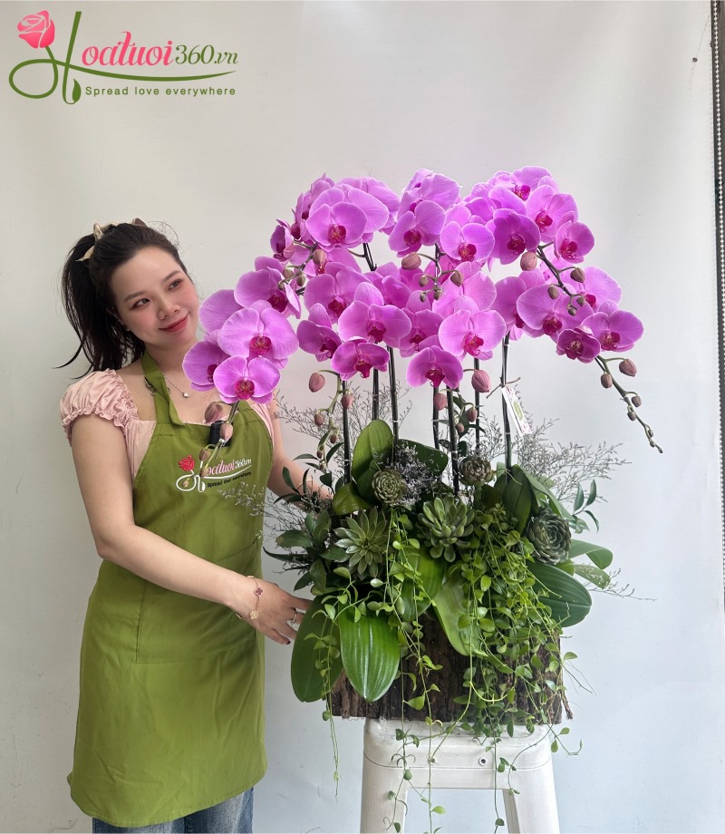 Chậu hoa lan hồ điệp mừng bảo vệ luận văn thành công