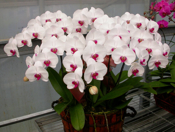 Loài Lan trắng tặng sinh nhật có đặc điểm khá đặc biệt