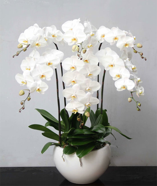 Hoa Lan trắng tặng sinh nhật chưa bao giờ lỗi thời và giảm độ